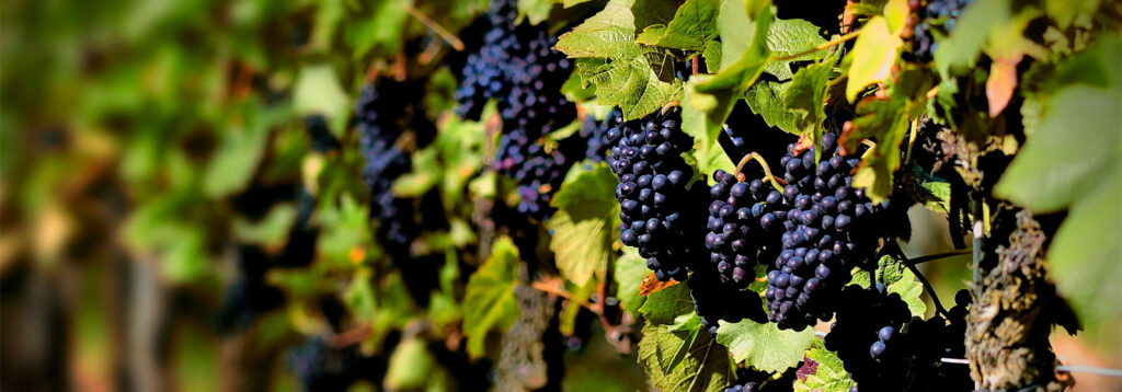 Viñedos de Murchante